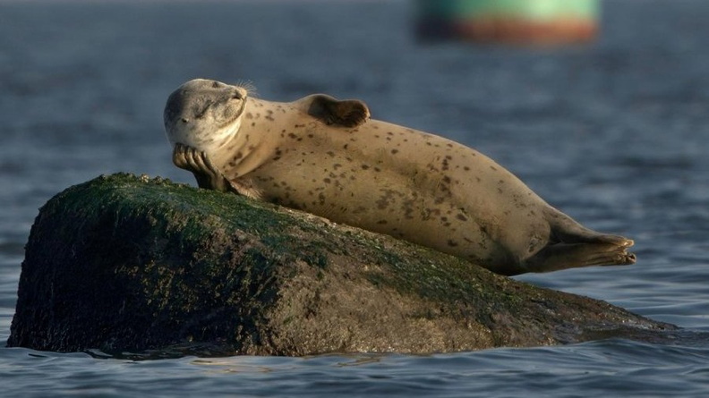 2023 Comedy Wildlife Photography Awards Finalist - 00001272 p